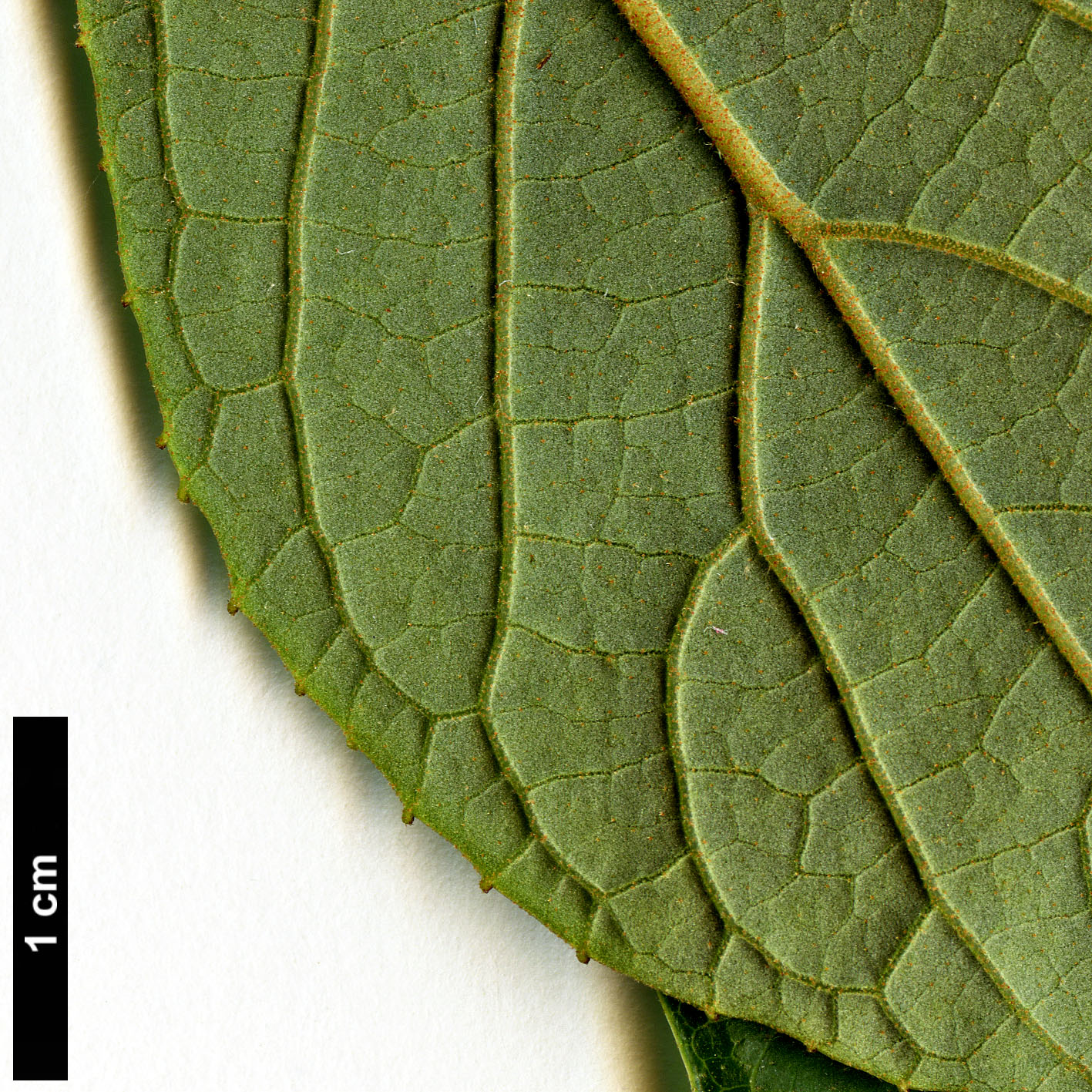 High resolution image: Family: Styracaceae - Genus: Pterostyrax - Taxon: psilophyllus